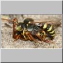 Nomada lathburiana - Wespenbiene 04f 10mm Paarung.jpg